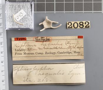 Media type: image;   Invertebrate Zoology OPH-543 Aspect: labels